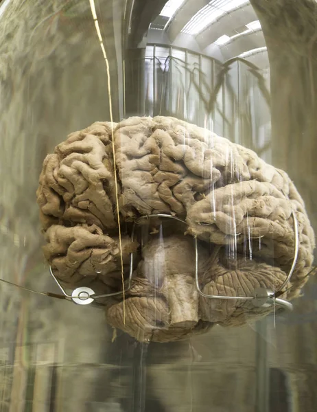 Cerebro humano en barco — Foto de Stock
