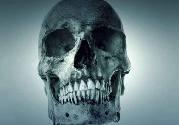 Голова черепа человека — стоковое фото
