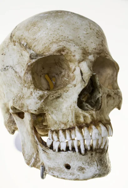 Ludzkie czaszki głowy — Zdjęcie stockowe