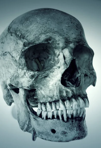 Human skull head — Stock Photo, Image