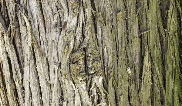 Textuur van boom — Stockfoto