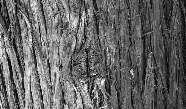 Textura da árvore — Fotografia de Stock