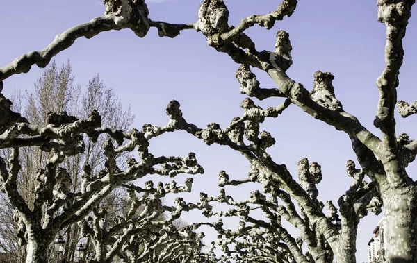 Bosque con árbol —  Fotos de Stock