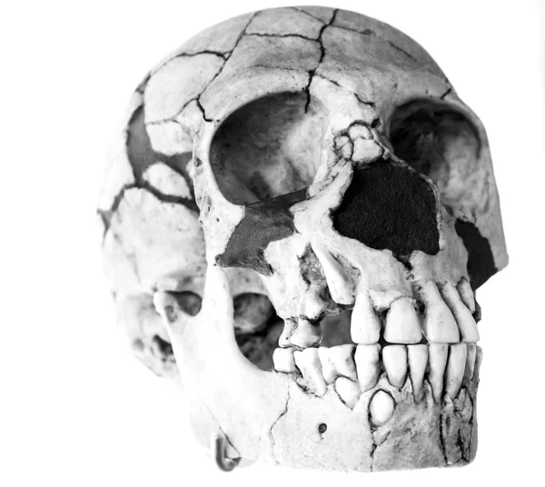 Human skull head — Stock Photo, Image