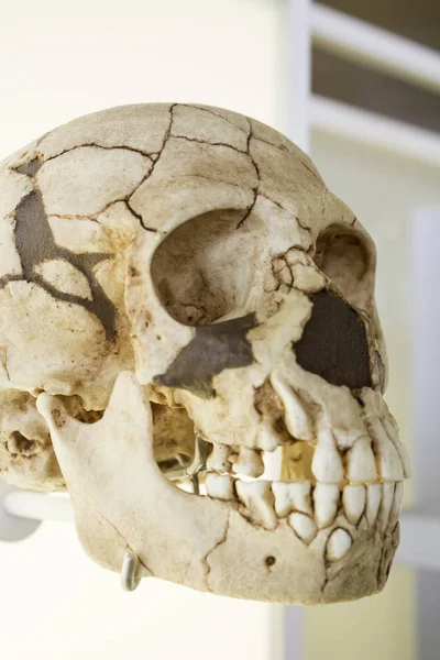 Human skull head — Stock Photo, Image