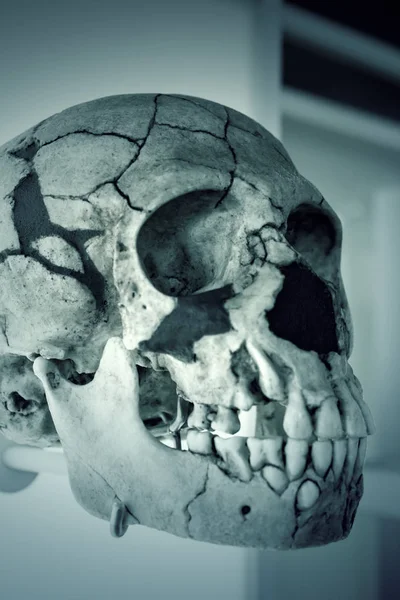 Human skull head — Stock Photo, Image