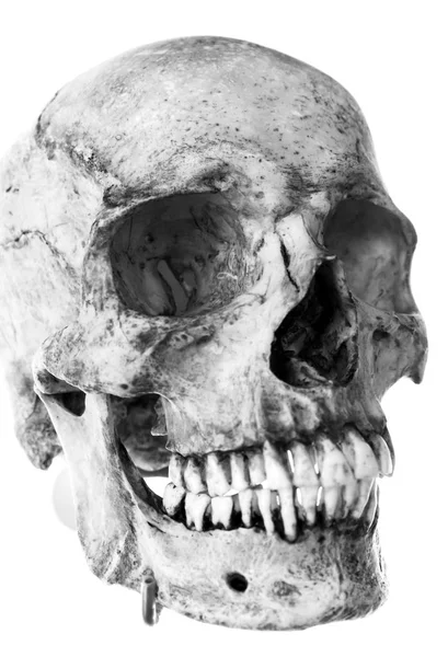 Human skull head — Stock Photo, Image