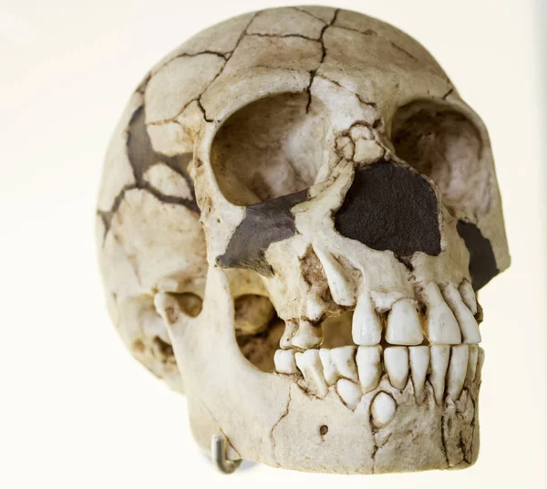 Human skull head — Stock Photo, Image