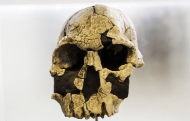 insan kafatası kafa