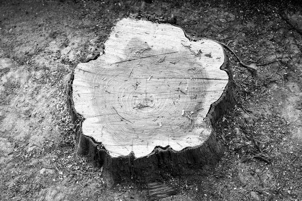 Textura da árvore — Fotografia de Stock