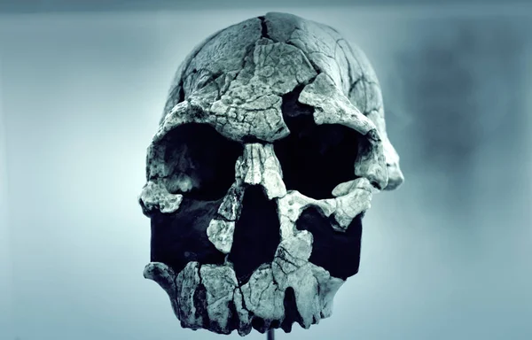 Tête de crâne humaine — Photo