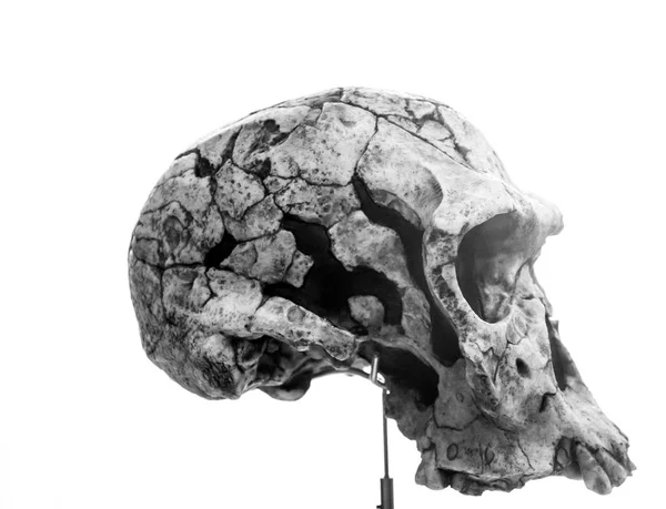 Emberi koponya fejjel — Stock Fotó