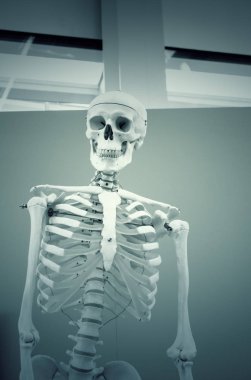 insan kafatası kafa