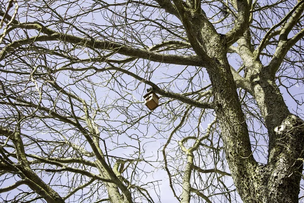 Oiseau maison arbre — Photo