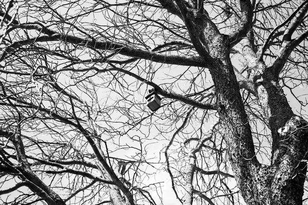 Ptačí dům strom — Stock fotografie