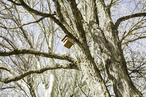 Bird house tree — Stock Photo, Image