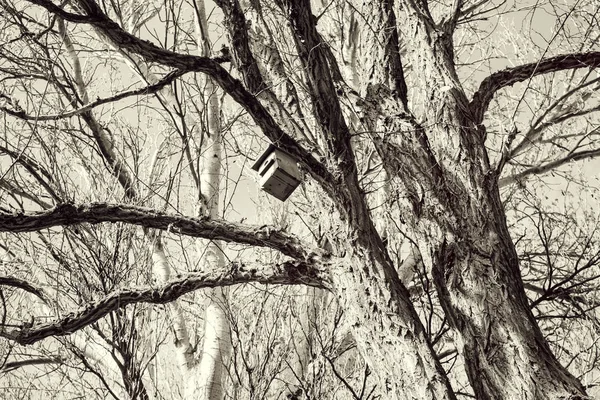 Oiseau maison arbre — Photo