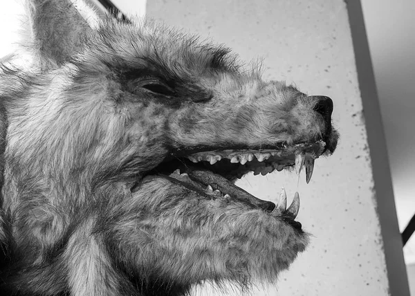 Висячая голова волка — стоковое фото