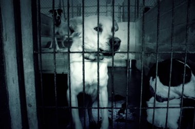 Üzgün terk edilmiş köpekler