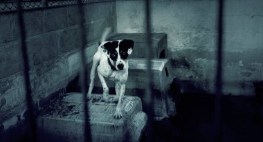 Üzgün terk edilmiş köpekler