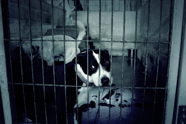 Smutné, opuštěné psy — Stock fotografie