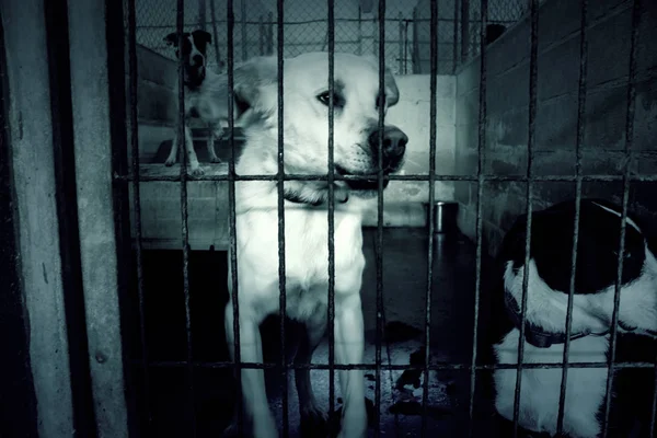 Üzgün terk edilmiş köpekler