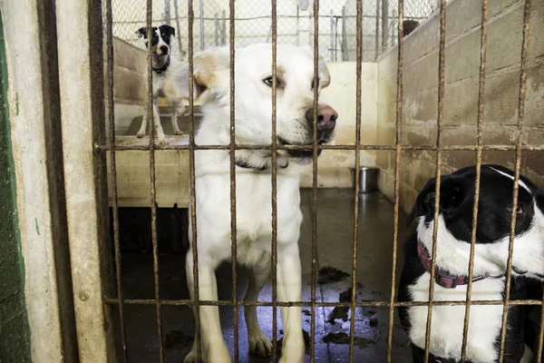 Triste cães abandonados — Fotografia de Stock