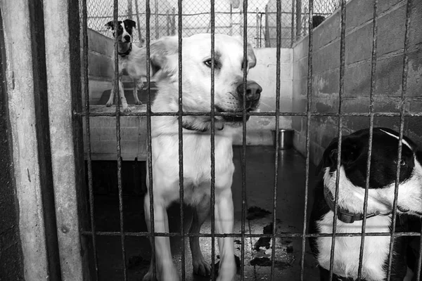 Üzgün terk edilmiş köpekler