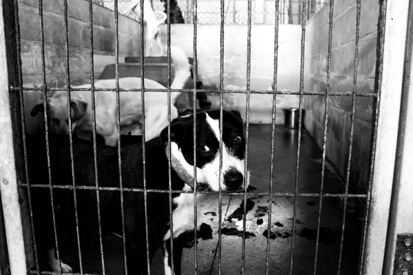 Triste perros abandonados — Foto de Stock