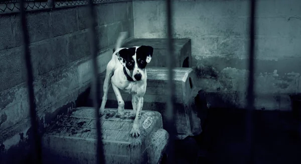 Szomorú elhagyott kutyák — Stock Fotó