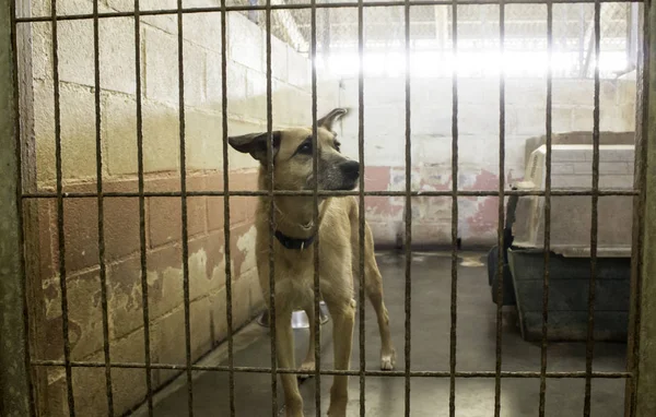 Üzgün terk edilmiş köpekler