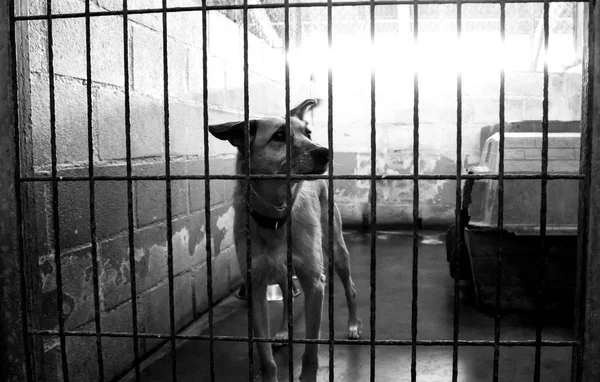 Triste cães abandonados — Fotografia de Stock