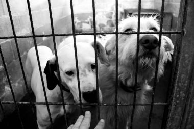 Üzgün terk edilmiş köpekler