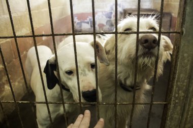 Üzgün terk edilmiş köpekler