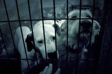 Üzgün terk edilmiş köpekler