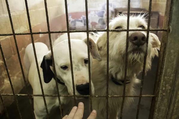 Üzgün terk edilmiş köpekler