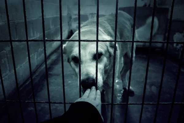 Sorgliga övergivna hundar — Stockfoto