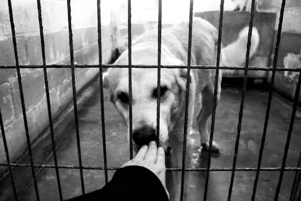 Triste cães abandonados — Fotografia de Stock