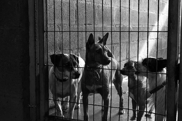 Triste cães abandonados — Fotografia de Stock