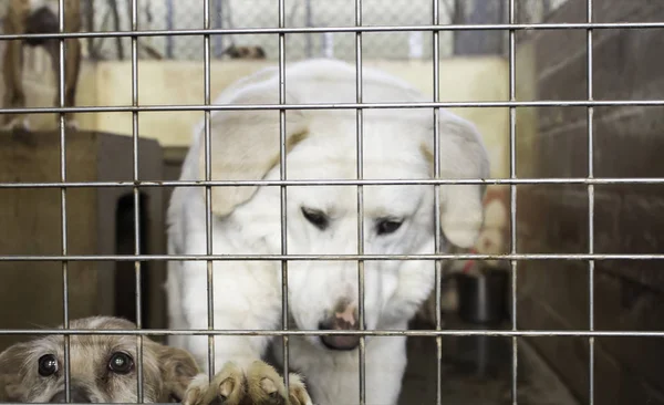 Traurige verlassene Hunde — Stockfoto