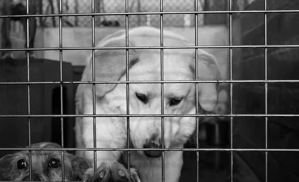 Triste cães abandonados — Fotografia de Stock