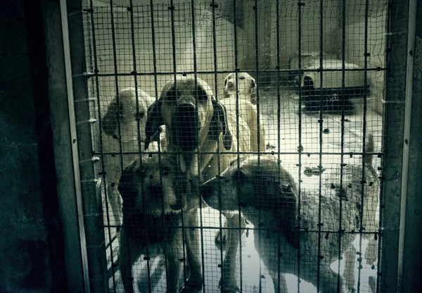 Triste cães abandonados — Fotografia de Stock