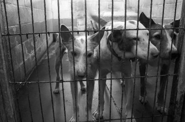 Üzgün terk edilmiş köpekler