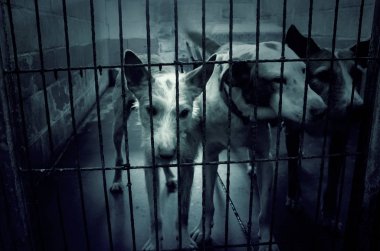 Üzgün terk edilmiş köpekler