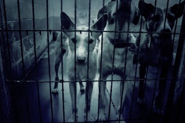 Üzgün terk edilmiş köpekler