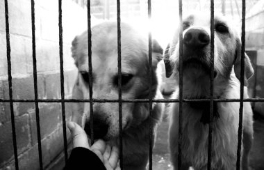 Üzgün terk edilmiş köpekler