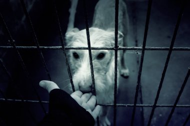 Üzgün terk edilmiş köpekler