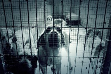 Üzgün terk edilmiş köpekler