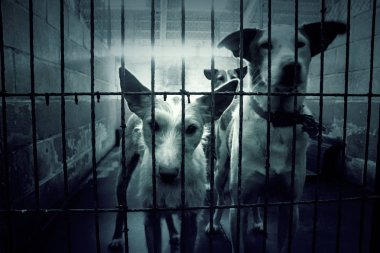 Üzgün terk edilmiş köpekler