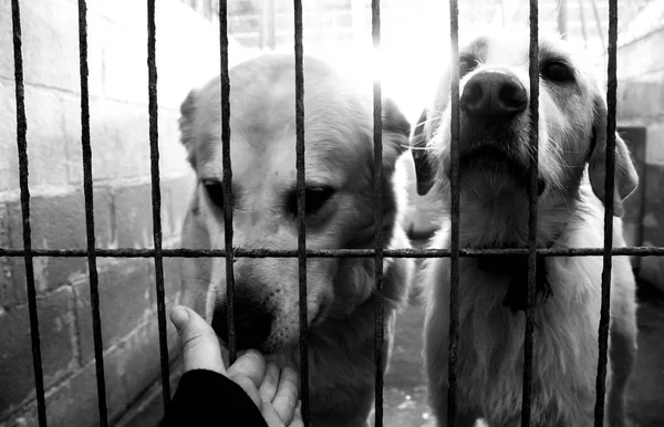 Triste cães abandonados — Fotografia de Stock